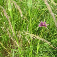 Salsify